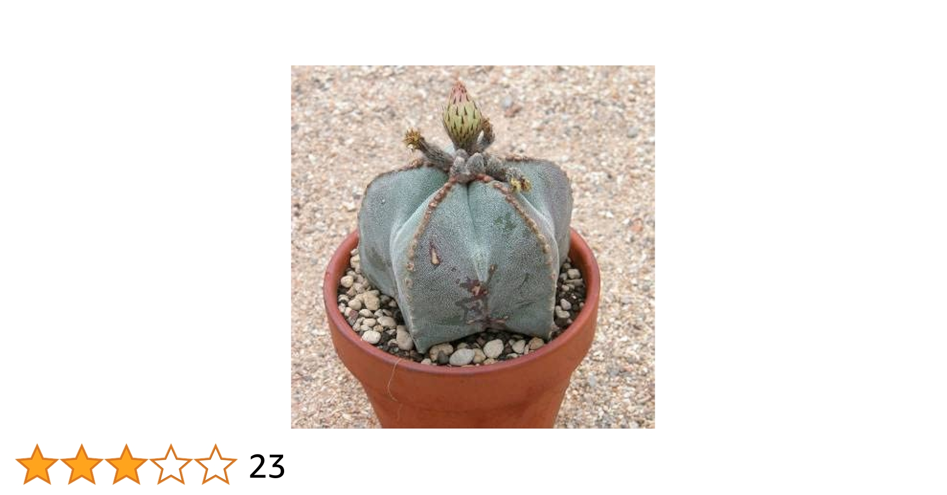 Amazon | 【種子】Astrophytum Myriostigma◇アストロフィツム